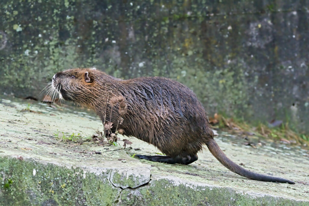 Nutria an Ufer und Teich Dülmen