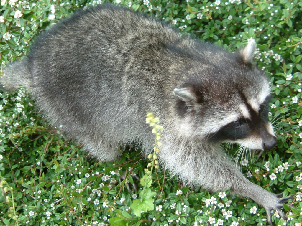 Waschbär im Revier Münsterland